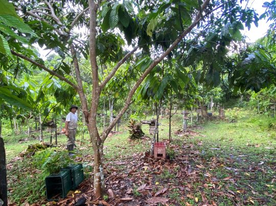 Paredes Stingless bee apiary.jpg