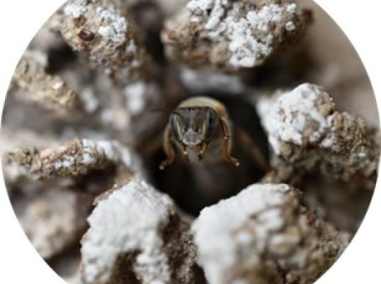 Castrejon_fig1 stingless bee.jpg